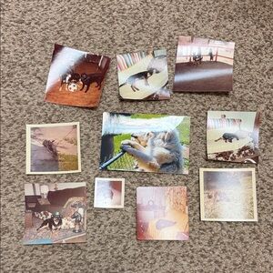 Vintage Pet Photograph Collection
